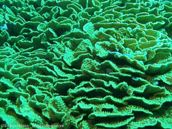Hard corals